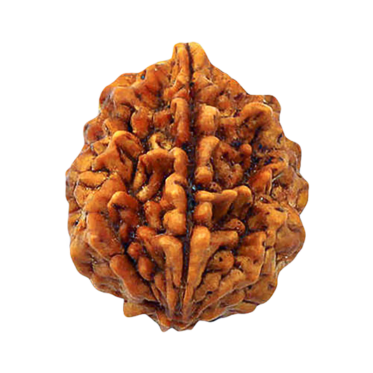 2 Face Rudraksha | Do Mukhi Rudraksha