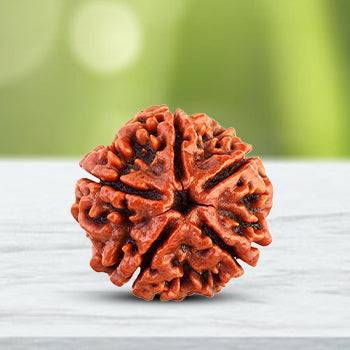 5 Face Rudraksha | Panch Mukhi Rudraksha