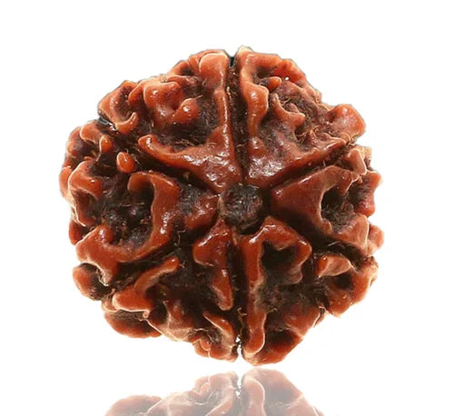 6 Face Rudraksha | Chhah Mukhi Rudraksha